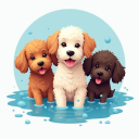 Barbet-FrenchWaterDog.com