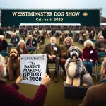 Westminster Dog Show Barbet: Making History in 2020